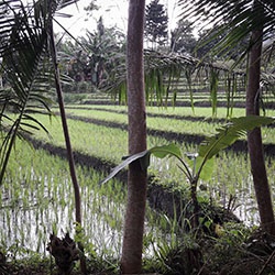 Bali et Java (Indonésie)