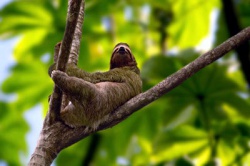 Cliquez pour agrandir Costa Rica