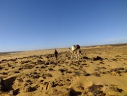 Cliquez pour agrandir Mauritanie : traversée du désert avec un dromadaire