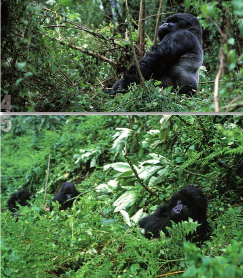Rwanda3