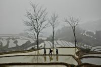Chine_YUNNAN_Rizire_de_Yuangyang__DSC_0125