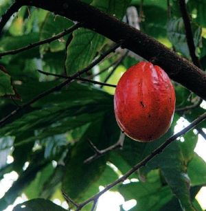 Le chocolat de Baracoa (Cuba)