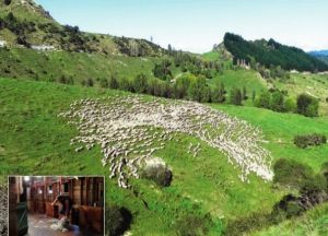 Wwoofing en Nouvelle-Zélande