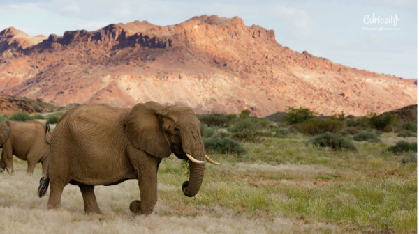 Terre sauvage, un exemple namibien
