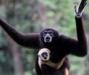 Rencontre avec les Gibbons (Thaïlande)
