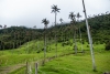 Valle de cocora (Colombie)