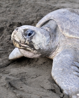 Mission pour la sauvegarde des tortues au Costa Rica