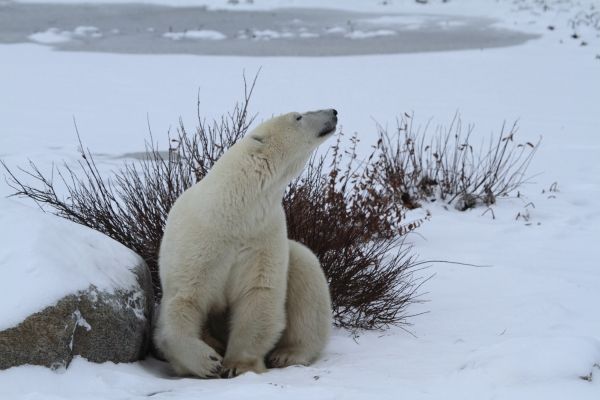 Découverte des ours polaires au Canada