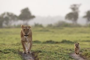 Masaï-Mara : Adieu les Big Five !