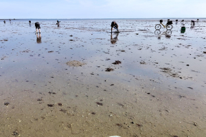 ABM -Nantes . La pêche aux palourdes dans le passage du Gois