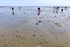 ABM -Nantes . La pêche aux palourdes dans le passage du Gois