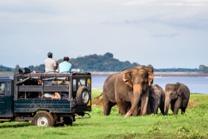Safari au Sri Lanka, où voir les éléphants ?