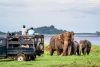 Safari au Sri Lanka, où voir les éléphants ?