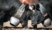 Le combat des reines