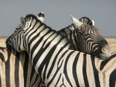 Namibie … et les chutes Victoria (Zimbabwe)