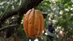 Chocotopie, derrière le cacao, la graine d'un changement