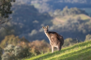 Quelle est la meilleure période pour aller en Australie ?