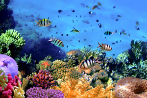 Tourisme nature : explorer la Grande Barrière de Corail