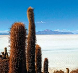 Uyuni le désert de sel