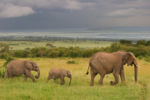 Les plus beaux endroits à visiter au Kenya