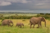 Les plus beaux endroits à visiter au Kenya