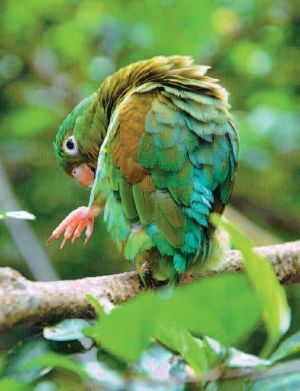 Costa Rica, la côte caraïbe