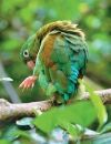 Costa Rica, la côte caraïbe