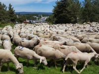 Arrivée de la transhumance des moutons sur le Mont Lozere