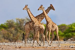 Parc National d'Etosha