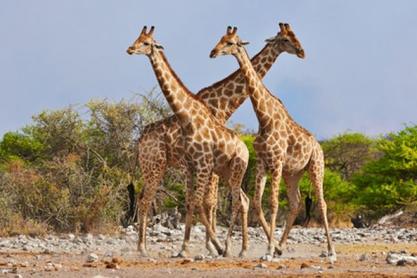 Parc National d'Etosha