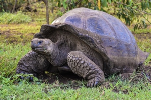 Pourquoi les Galápagos doivent figurer sur votre liste des sites à visiter.