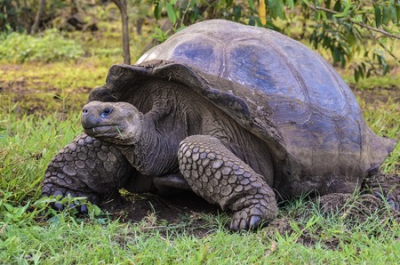 Pourquoi les Galápagos doivent figurer sur votre liste des sites à visiter.