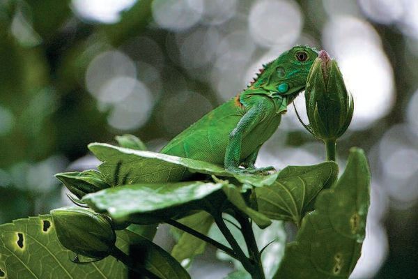 Honduras, Iguana Station