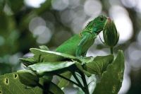 Honduras, Iguana Station