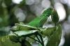 Honduras, Iguana Station