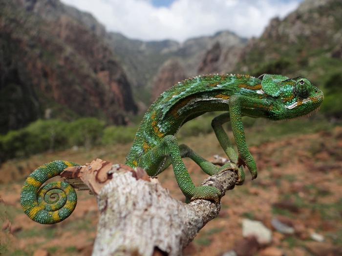 Caméléon