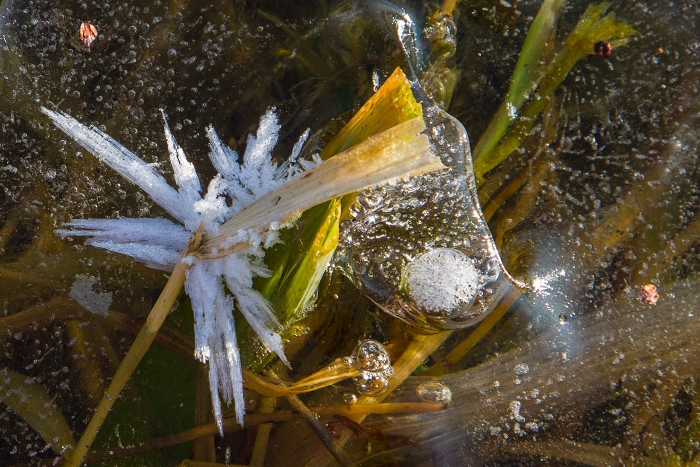 Fleur de glace