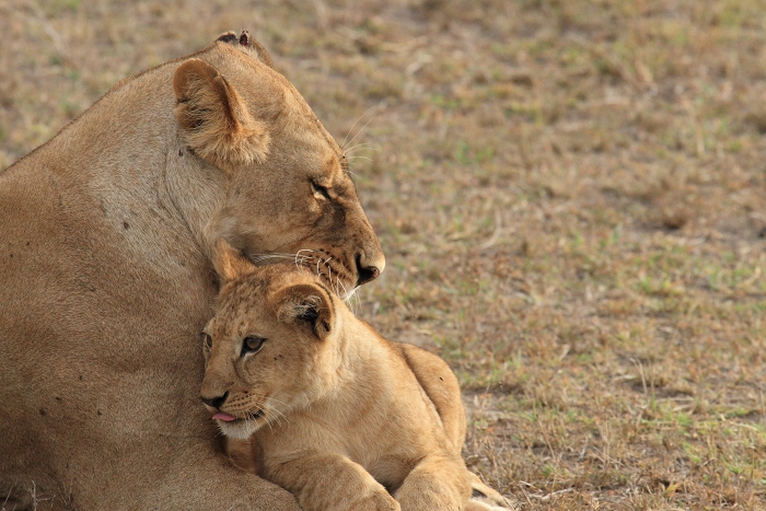 Tendresse