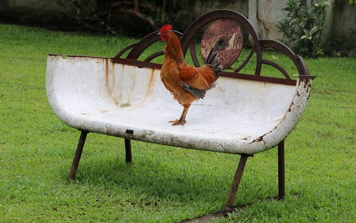 Poule ou Coq?